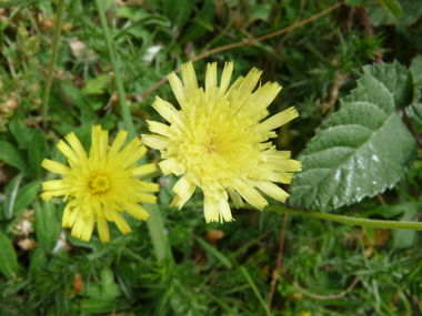 Unique fleur jaune dotée de languettes. Agrandir dans une nouvelle fenêtre (ou onglet)